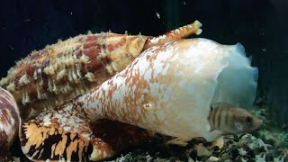 Conch, the most poisonous snail, is one of the top ten poisons in the world