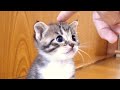 姉子猫達に遠慮がちな末っ子はおじさんの膝上を独占できて嬉しそう【赤ちゃん猫　保護猫】