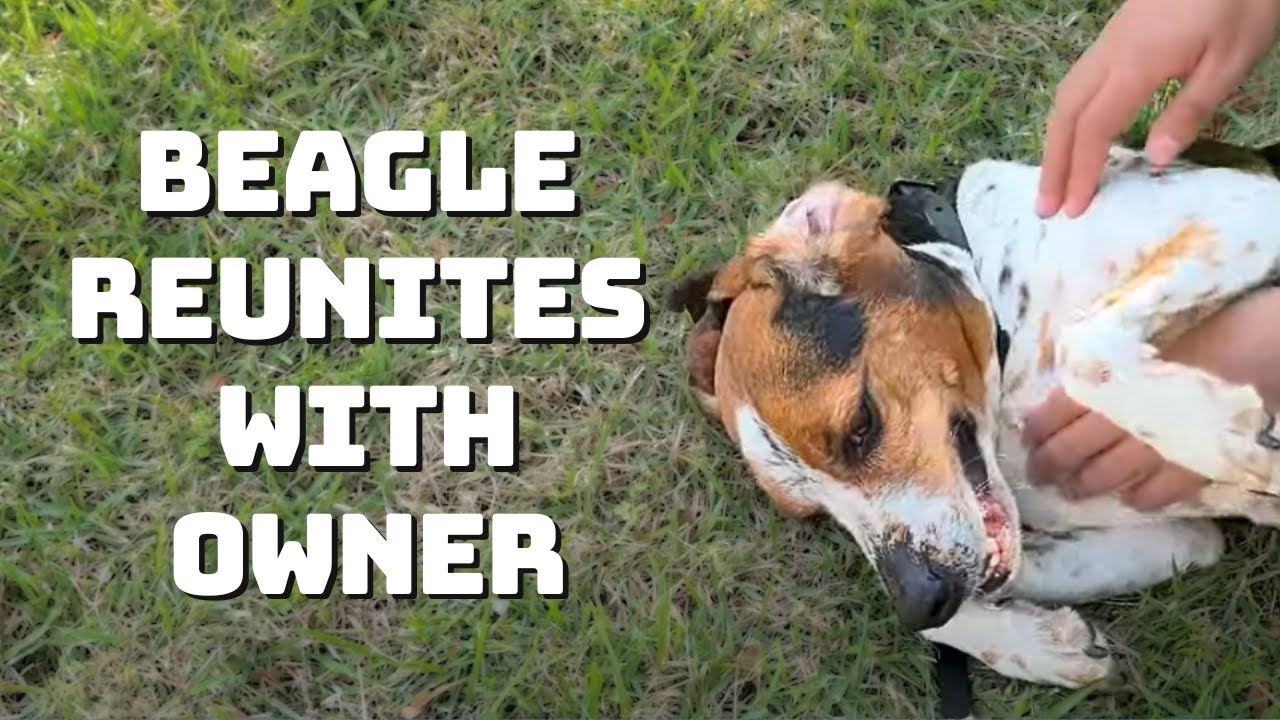 Beagle's Touching Reunion with Owner - YouTube