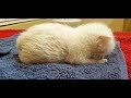 僕のお母さん♪生まれてわずか1日で、置き去りにされた かわいそうな子猫。出会った優しい女性に育てられると・・・。【nekoの部屋】