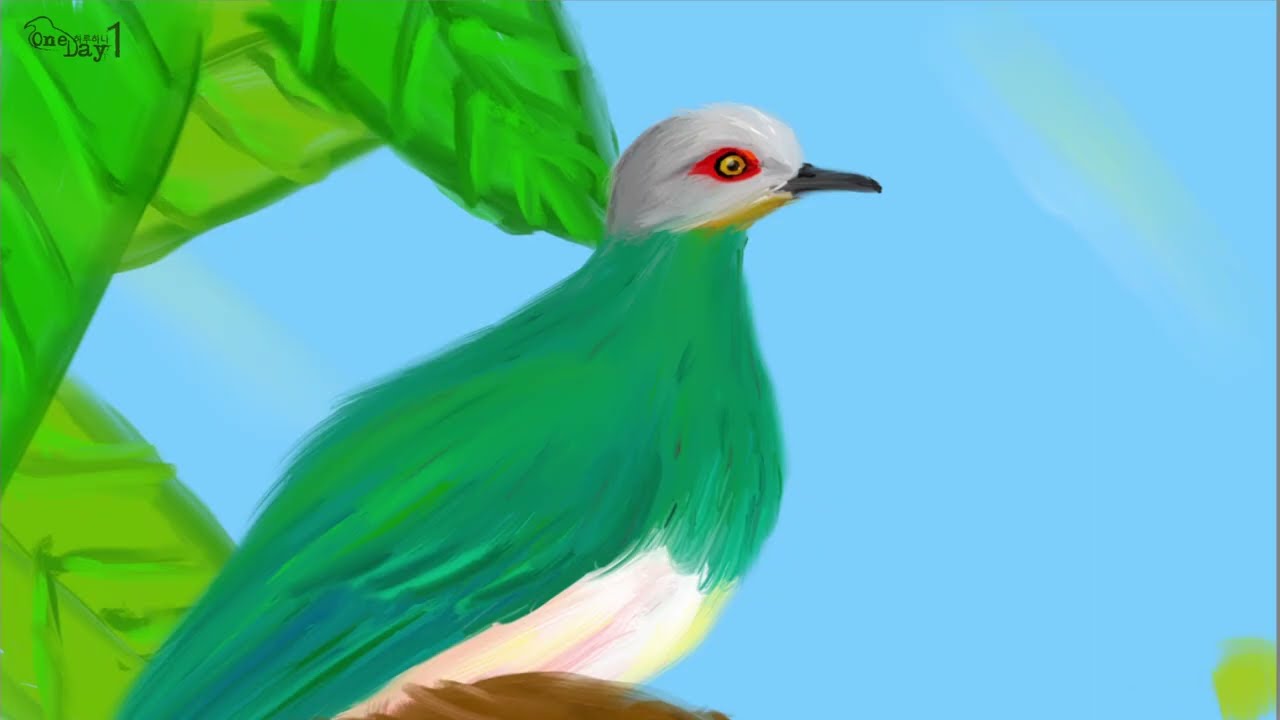 Pink bellied Imperial Pigeon 분홍배 제왕비둘기 그리기