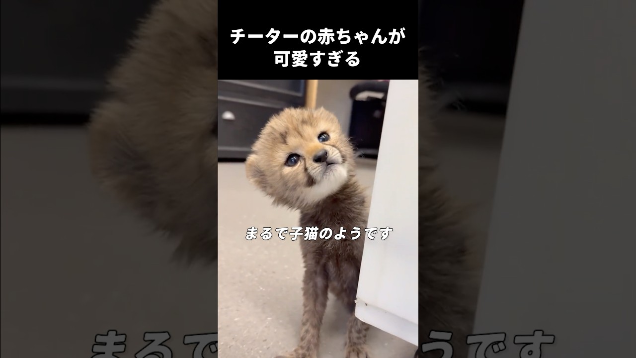 チーターの赤ちゃんが可愛いすぎる