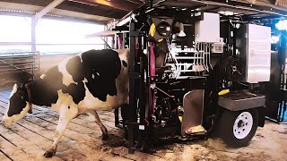 ?Hoof care guide COWS HOOF CLEANING ?Big Cows Farm  Becoming a Hoof Trimmer