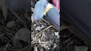 jantung pisang atau kembang gedang buat di sayur #subscribe #fypシ #fyp #shorts #short #viralshorts