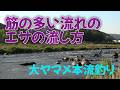 大ヤマメ本流釣り 筋の多い流れのエサの流し方