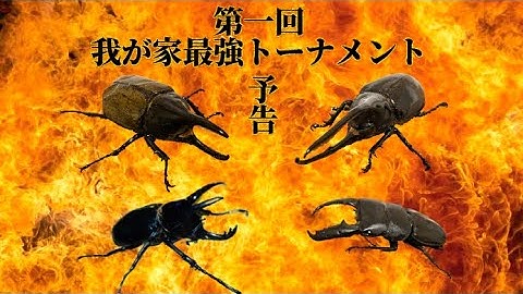 我が家最強トーナメント予告
