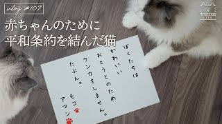 赤ちゃんのために平和条約を結んだ猫兄弟｜ラグドール猫 #107 by MOCOxAMAN / もふ猫の暮らし-Cat life- 9,897 views 1 year ago 3 minutes, 35 seconds