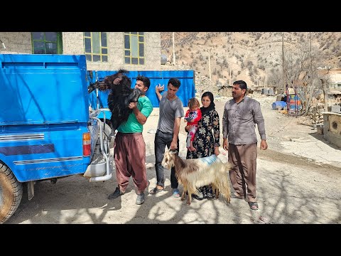 Documentary on nomadic life: Khosrow efforts to go to the city and sell his possessions To Saifullah