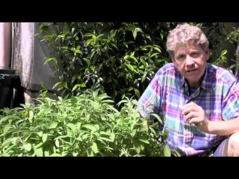 Video: Leer hoe je salie kunt kweken in tuinen