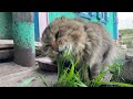 КОТ КУШАЕТ В 4K