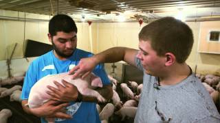 VetsOnCall - Pig epidemic spurs farmer's son to be vet