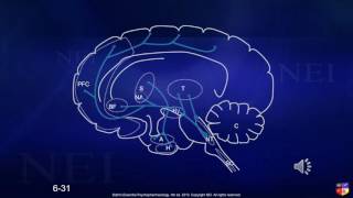 Neurobiology Part 3 NTs vo
