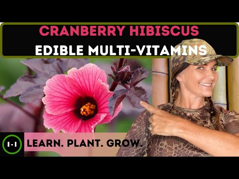 Video: Persyaratan Tumbuh Cranberry Hibiscus Cranberry Hibiscus