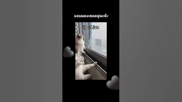 LISA S APARTMENT HYBE Bts Jungkook Jk Blackpink Lalisa Liskook Shorts Shortvideo Fypシ Fyp 