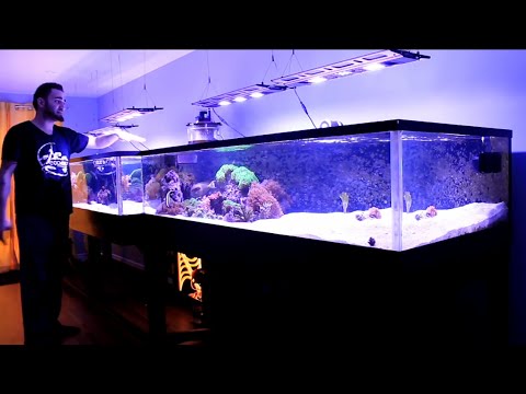 saltwater aquarium setup new