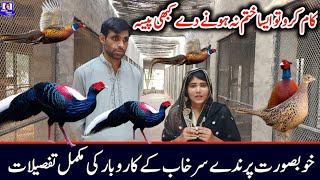 Biggest Pheasant Farm in Pakistan | Birds farming in Pakistan | Swinhoe Pheasant | New Business