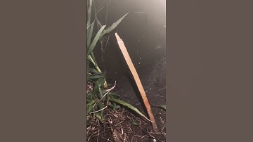 Phần 21 | Cắm câu ếch