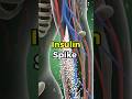 What Happens Inside Your Body During an Insulin Spike