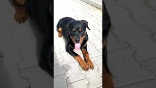 Rottweiler Eğitimine devam ( Boyka 6 aylık )