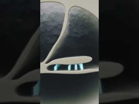 الاذن الداخلية كيف تصل الاهتزازات الصوتية الى الدماغ عبر العصب السمعي