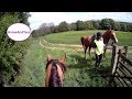 Arabian horse meets an Arabian mate on the Terrington enduro ride pt 2