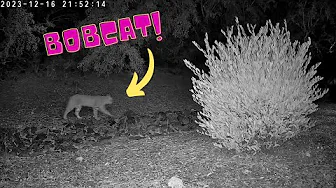 Bobcat spotted: [12-17-2023 - 09:52PM] #phoenix #nature #bobcat