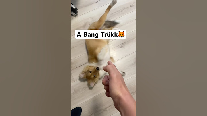 Sokan szeretik ezt a trükköt #dog #pets #funny #humor #tricks #kutya