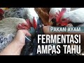 Fermentasi Ampas Tahu Awet 2 bulan untuk Pakan Ayam & Unggas lain (part -1)