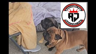 Funny Dogs Romeo.jullea Video