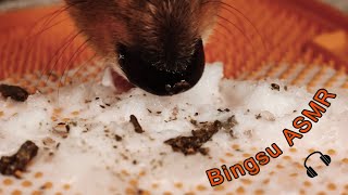 ASMR Bingsu 🍧 Goats Milk Dog Eating Sounds No Talking Tapping Tingly and Satisfying