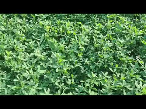 Trifolium alexandrinum (Egyptian clover, berseem clover)@ Fodder crop