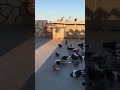 موال عمر عجي كم اسال علي اهل رار موال عمر عجي كم اسال علي اهل رار