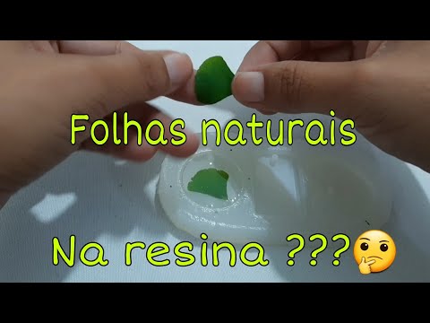 Vídeo: Resina - Propriedades úteis E Uso De Resina. Resina Caída, Comum, De Folhas Estreitas