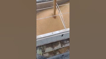 loading wheat in a hopper trailer from an overhead grain bin