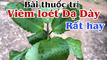 Bài thuốc trị viêm loét Dạ Dày rất hay. PHAN HẢI Channel