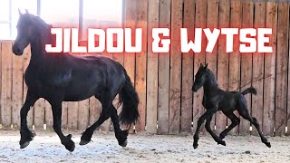 Jildou with 16 days old colt Wytse at the inside arena, so cute..... | Friesian Horses