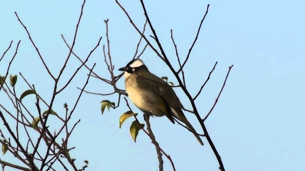 Wetland Park -  Chinese Bulbul (Pycnonotus Sinensis)