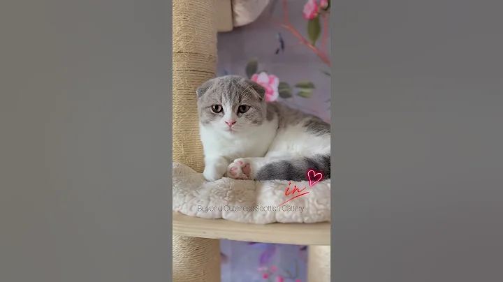 Video 11157841: scottish fold cat kitten, scottish fold female kitten, cute scottish fold kitten, fold cat scottishfold, scottish fold blue, cats kittens scottishfold cutecat, blue bicolor kitten