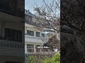 일분사유: 독각과 독성, 그리고 독살이 #대중 #화합 #포살
