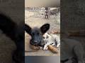 麻痺した子犬に安楽死の宣告…レスキュー隊が起こした命の奇跡 #感動 #動物 #犬