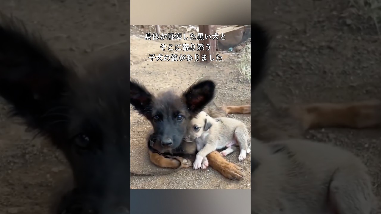 麻痺した子犬に安楽死の宣告…レスキュー隊が起こした命の奇跡 #感動 #動物 #犬