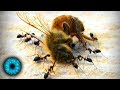 Das große Insektensterben - Clixoom Science &amp; Fiction