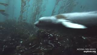 Nov 10, 2021  Sea Lion in the Anacapa Island kelp forest