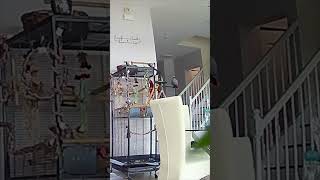 Singing And Dancing To Macarena Patti Africangrey Parrot