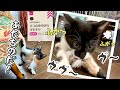 子猫をも魅了するダイソーの羽のおもちゃ！おすすめです♪