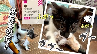 子猫をも魅了するダイソーの羽のおもちゃ！おすすめです♪