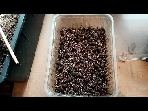 Кедр из семян (ПОЛНЫЙ ЦИКЛ)
