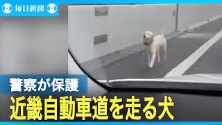 高速道路に飼い犬が迷い込んだか　警察が保護、一時渋滞発生　大阪