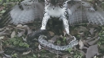 Burung Elang VS Ular