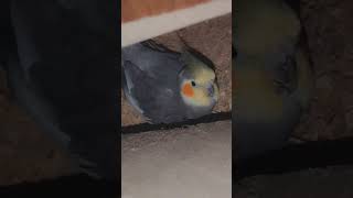 mashaAllah alhamdulilah music arabic cover song love religion pet birds petvloggerbabybird